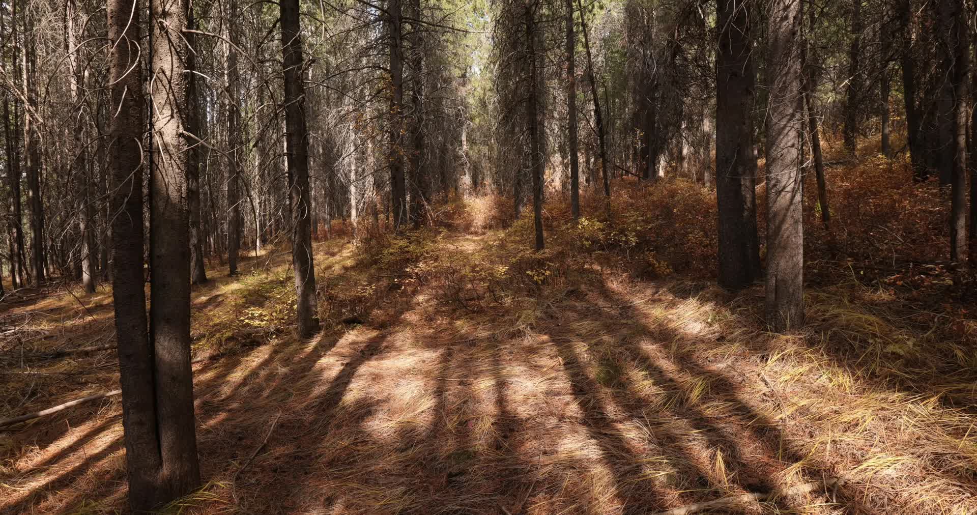 秋季森林景色草木大树松鼠视频的预览图