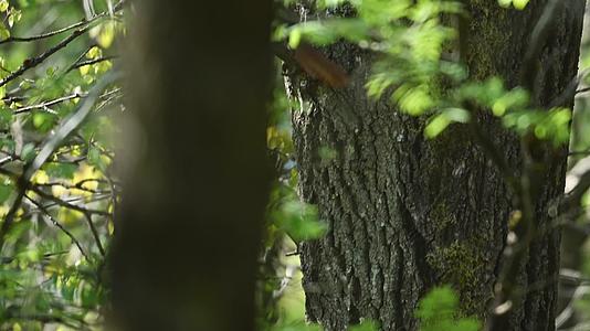 夏日森林中松鼠在树林中穿梭视频的预览图