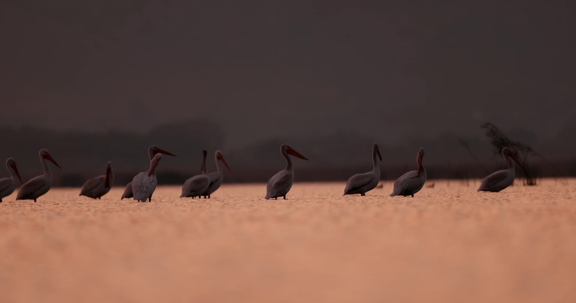 傍晚黄昏鹈鹕水鸟觅食慢镜头视频的预览图