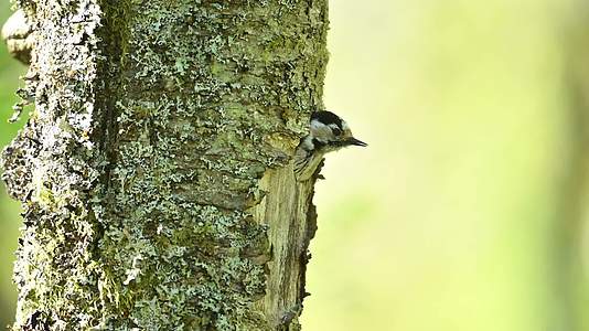 15啄木鸟在森林树干上觅食做窝视频的预览图