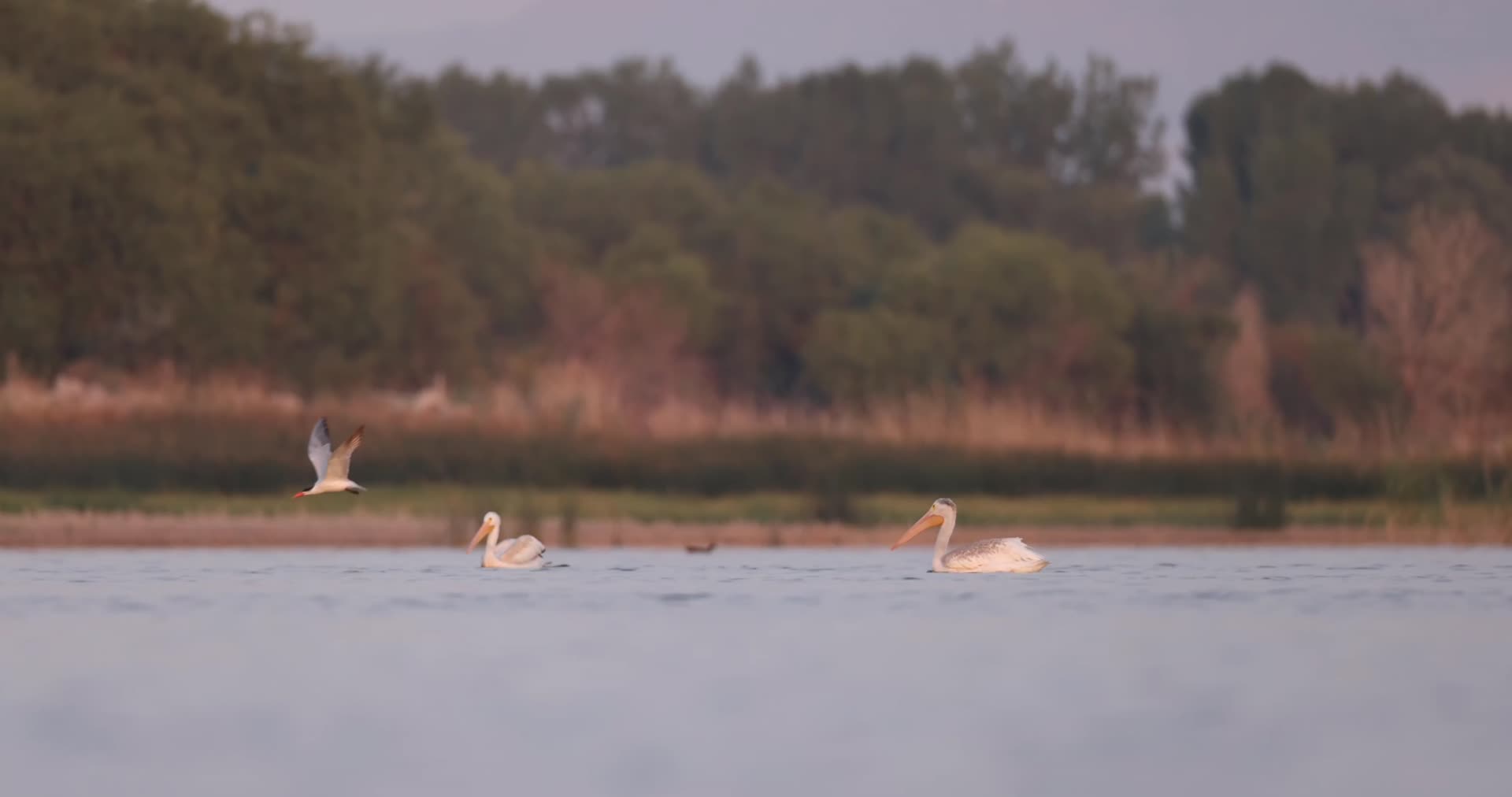 成群鹈鹕水鸟湖水中嬉戏捕鱼视频的预览图