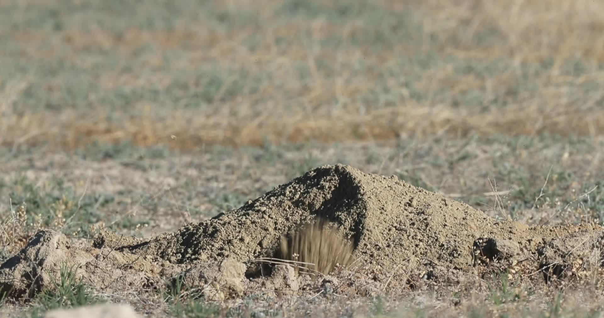 野生獾在草原挖洞打滚视频的预览图