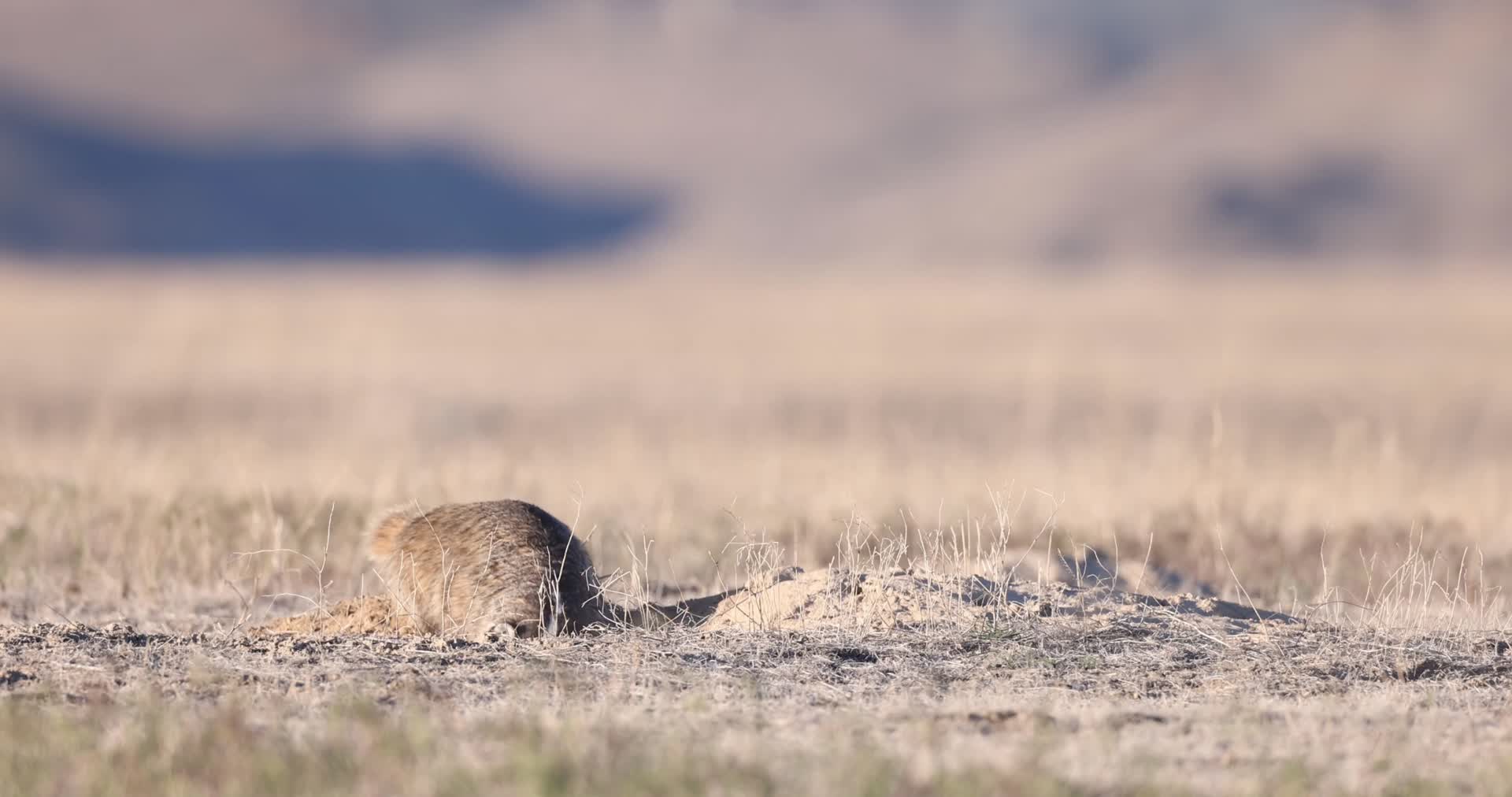 野生獾在草原上打滚觅食慢镜头视频的预览图