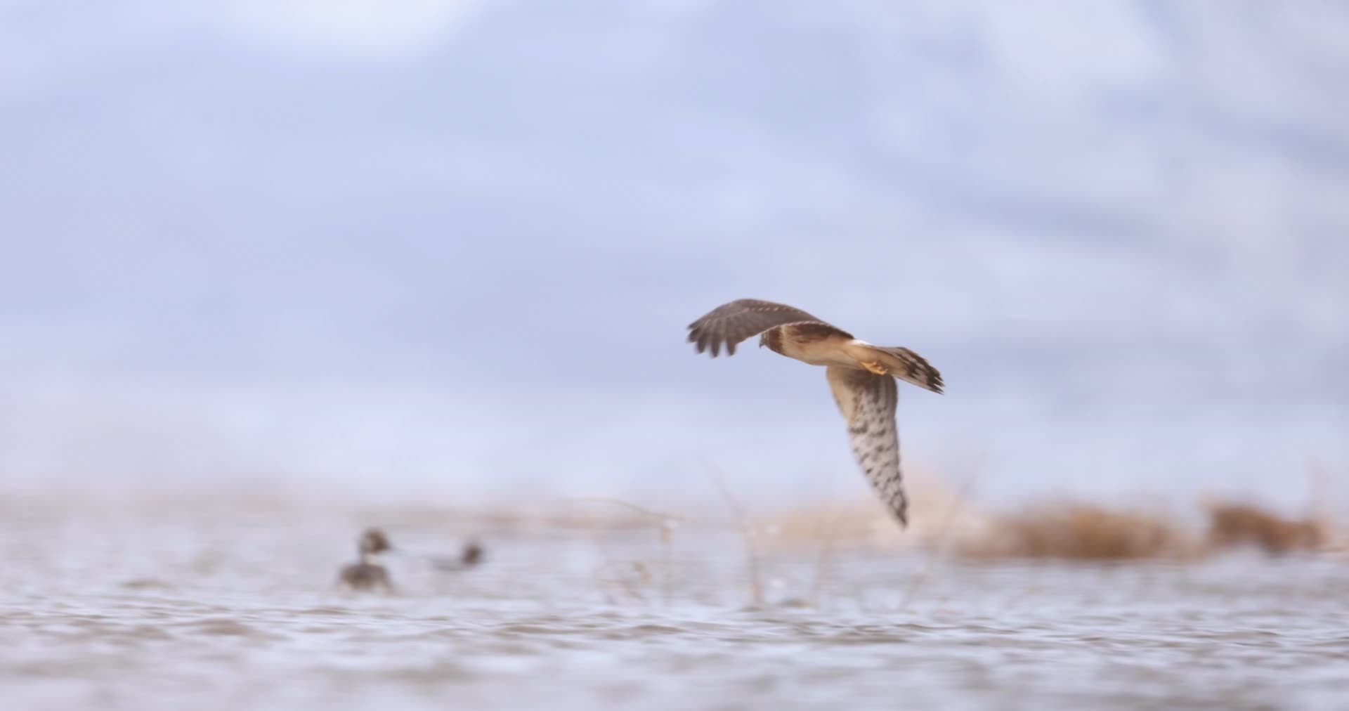 鹰隼飞越湖面慢镜头视频的预览图