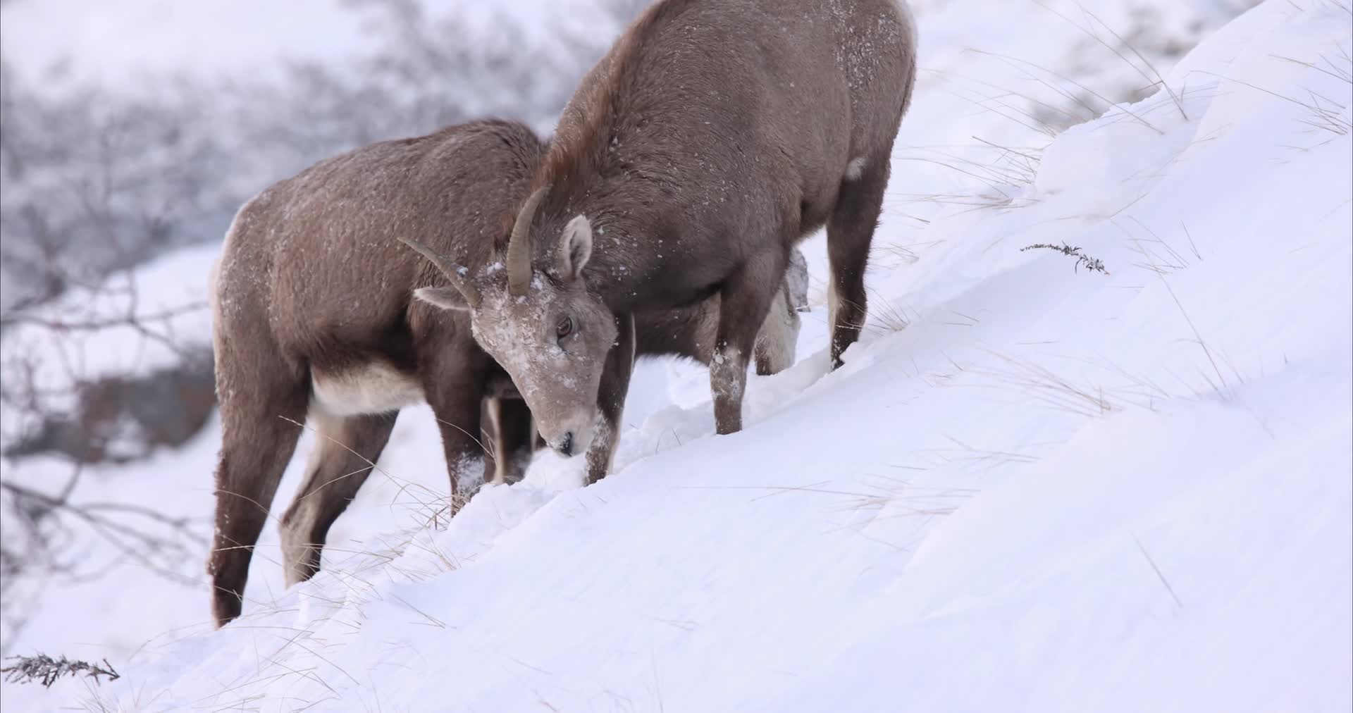 寒冷冬季山羊群雪地觅食视频的预览图