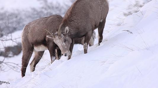 寒冷冬季山羊群雪地觅食视频的预览图