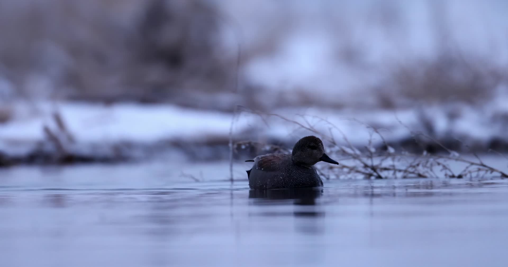 寒冷冬季湖面上野鸭水鸟游泳觅食视频的预览图