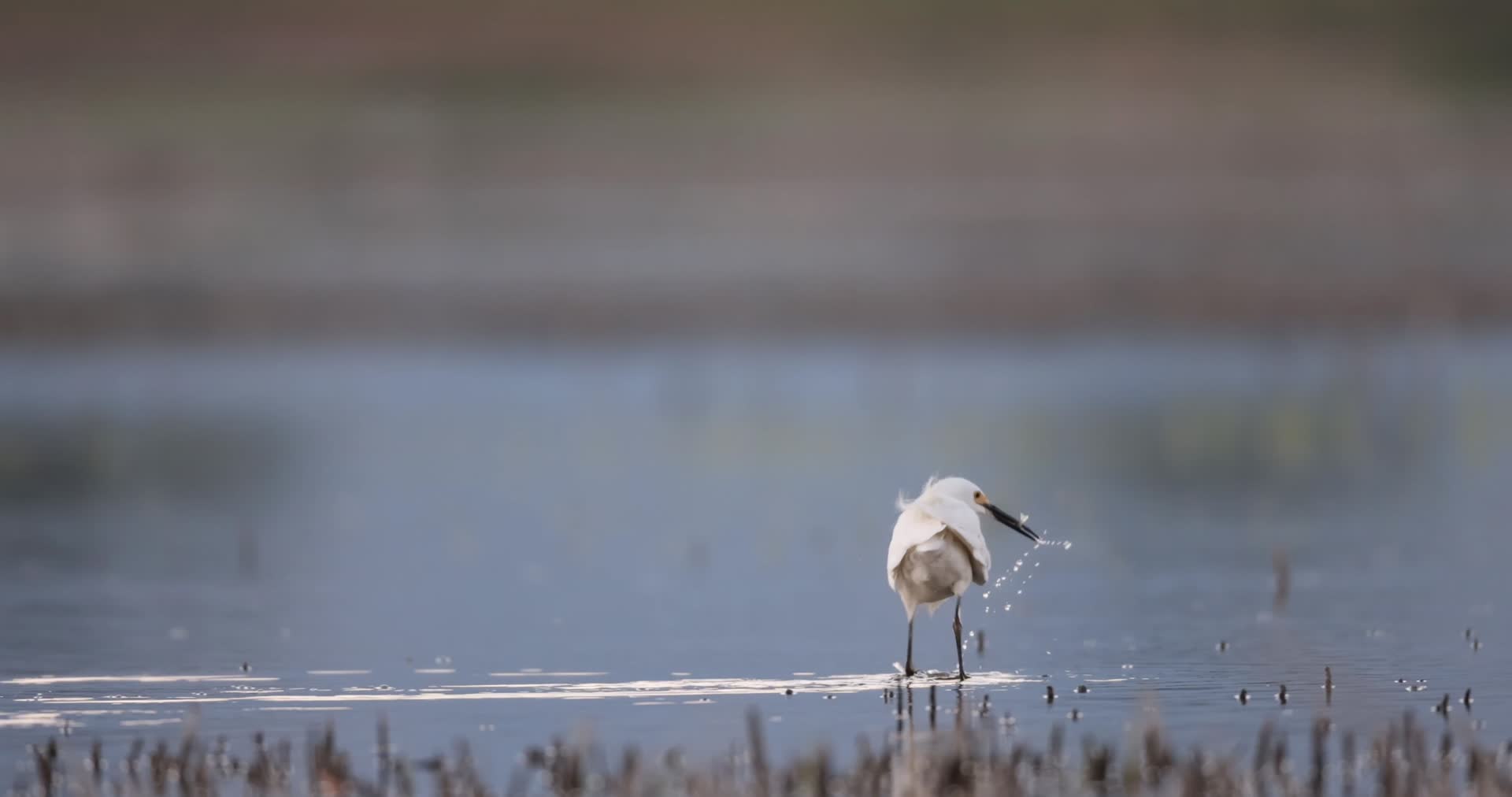 白色水鸟湖边池塘觅食捕鱼视频的预览图