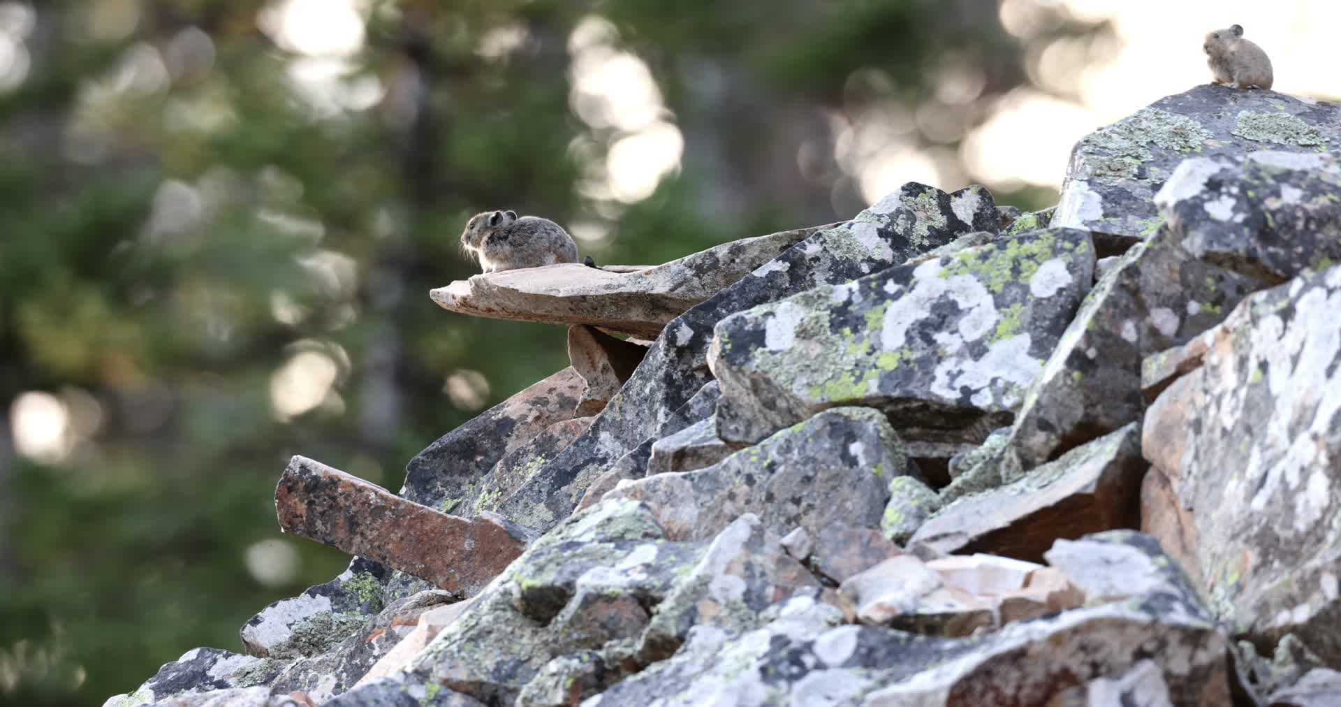 夏季田鼠在山间觅食合集视频的预览图