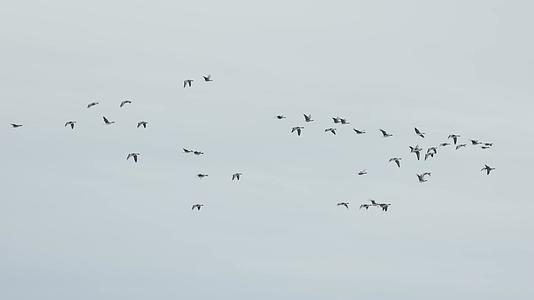 天空中鸟类鸟群飞翔视频的预览图