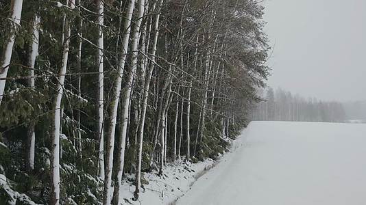 冬季大雪森林枯木树枝结冰视频的预览图
