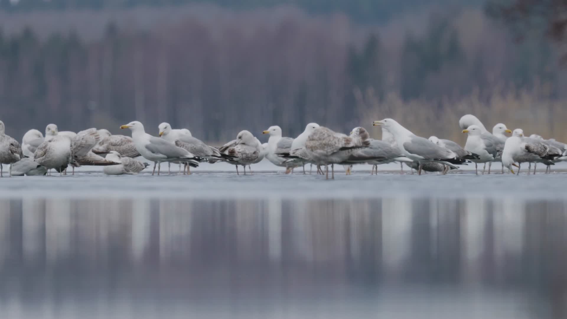 成群海鸥海边觅食捕食视频的预览图