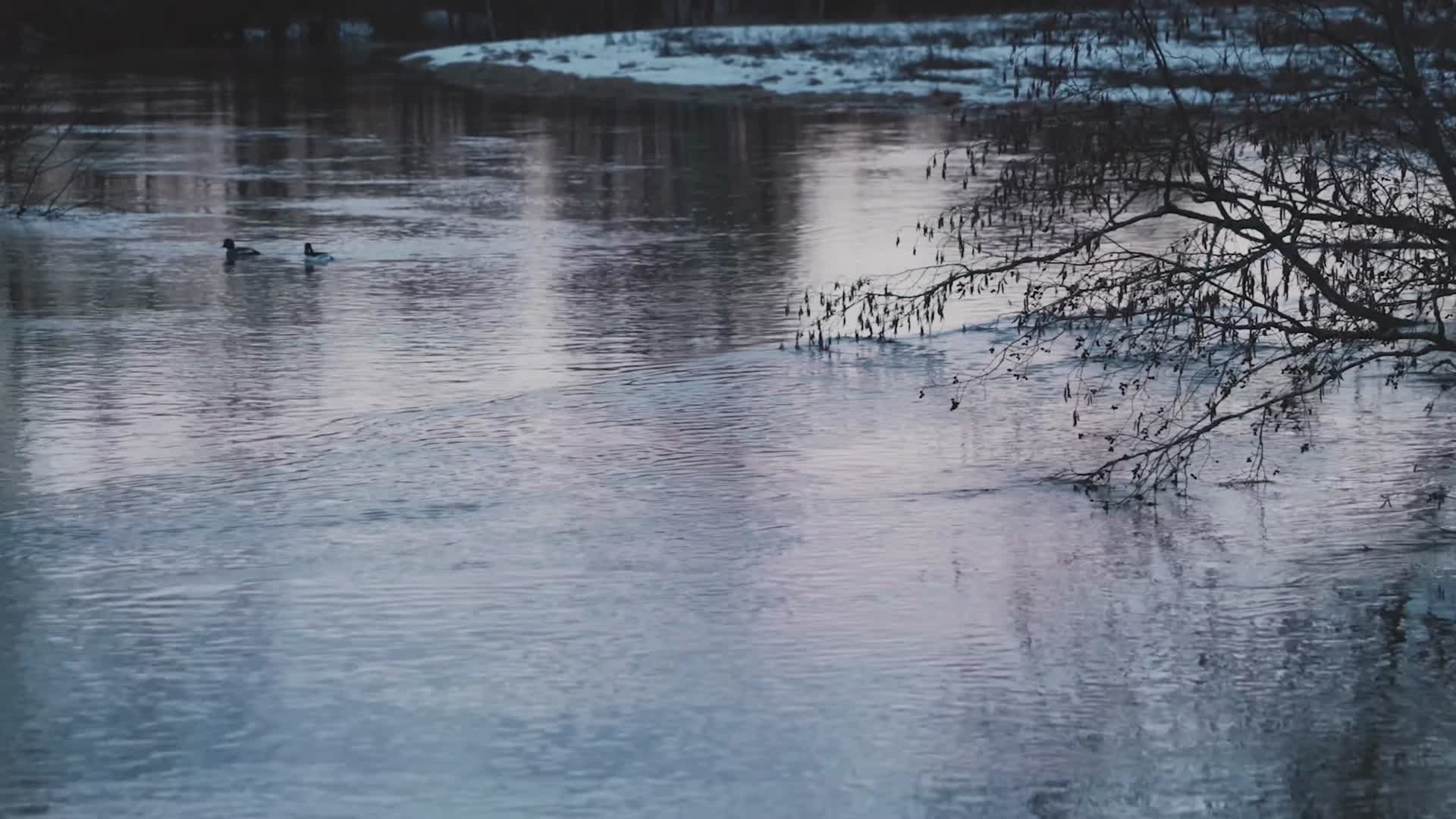寒冷冬季森林河水枯木野鸭视频的预览图