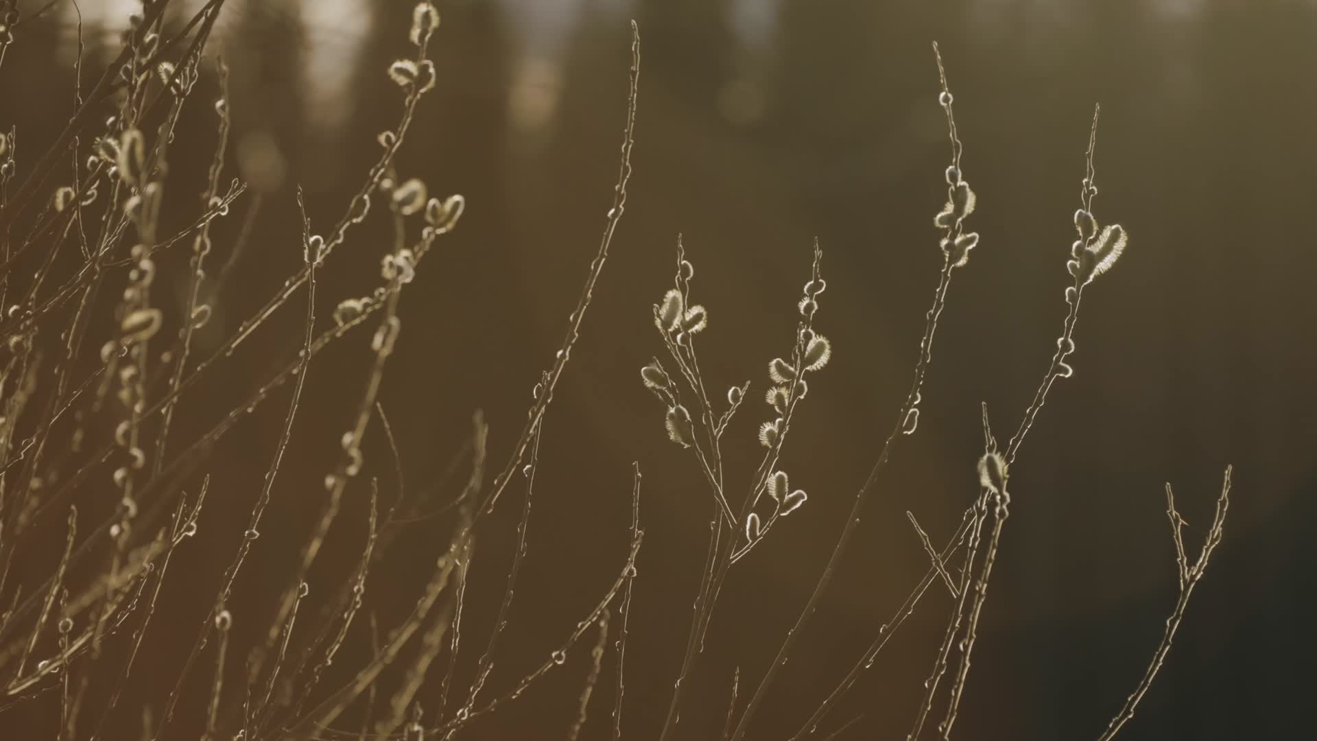秋季傍晚夕阳芦苇杂草合集视频的预览图
