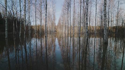 深秋森林树木湖面航拍视频的预览图