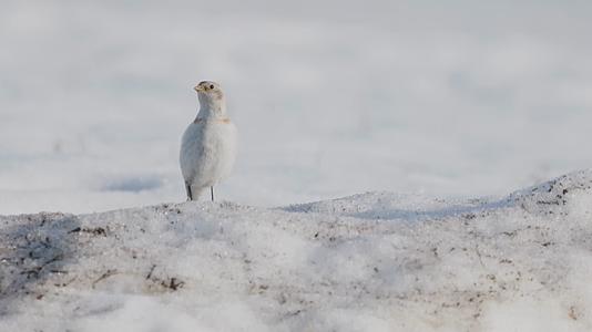 冬季傍晚小鸟雪地觅食视频的预览图