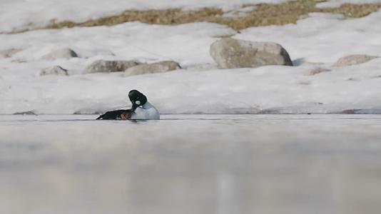初春回暖冰雪融化水鸟野鸭湖面觅食视频的预览图