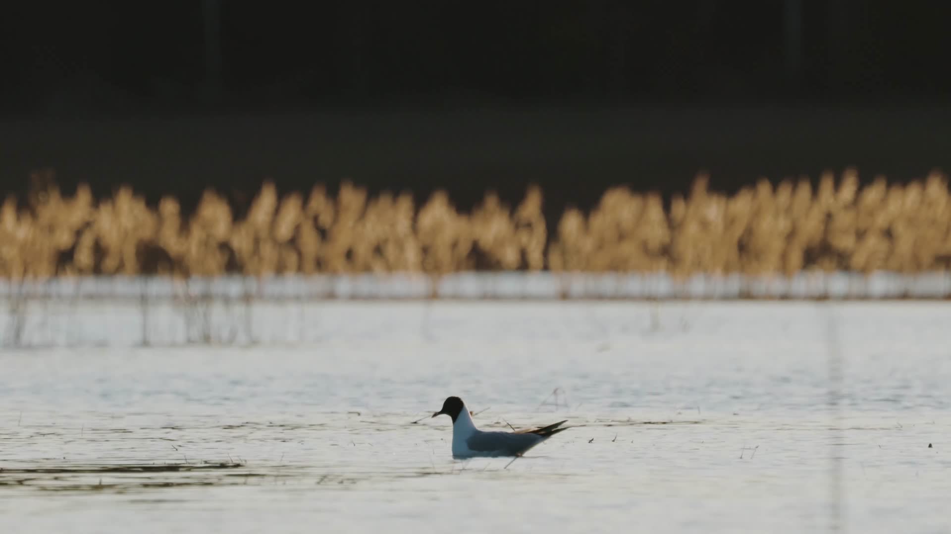 深秋傍晚湖面水鸟野鸭觅食视频的预览图