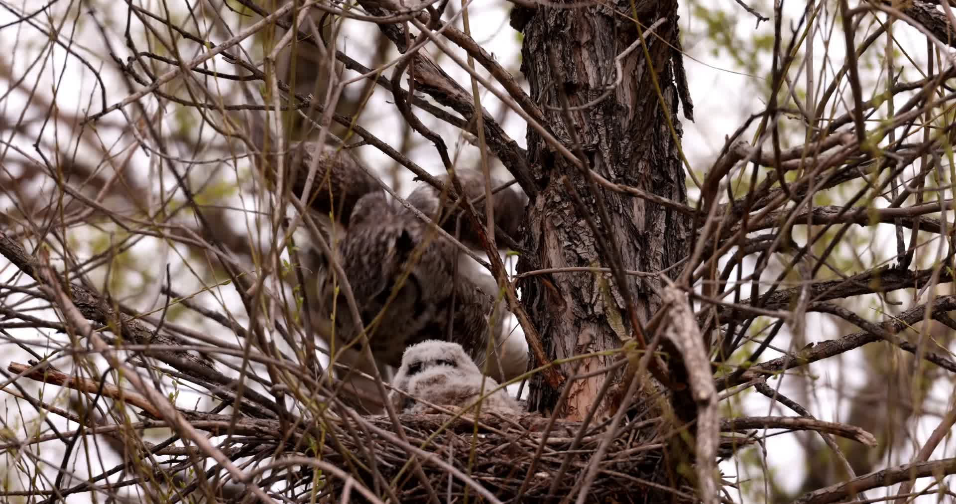 猫头鹰枝头巢穴照顾幼鸟视频的预览图