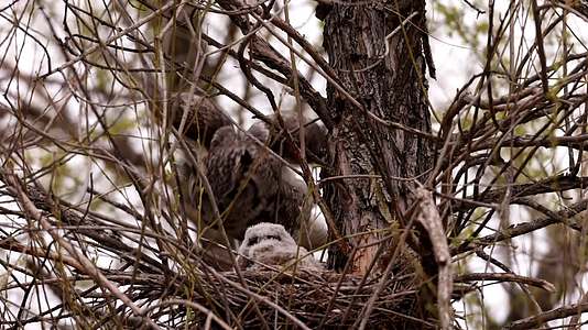 猫头鹰枝头巢穴照顾幼鸟视频的预览图