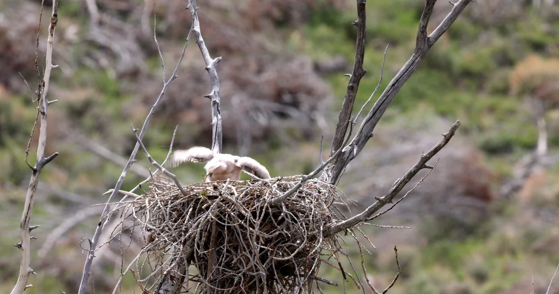 枝头鹰巢雏鹰幼鸟等待喂养视频的预览图