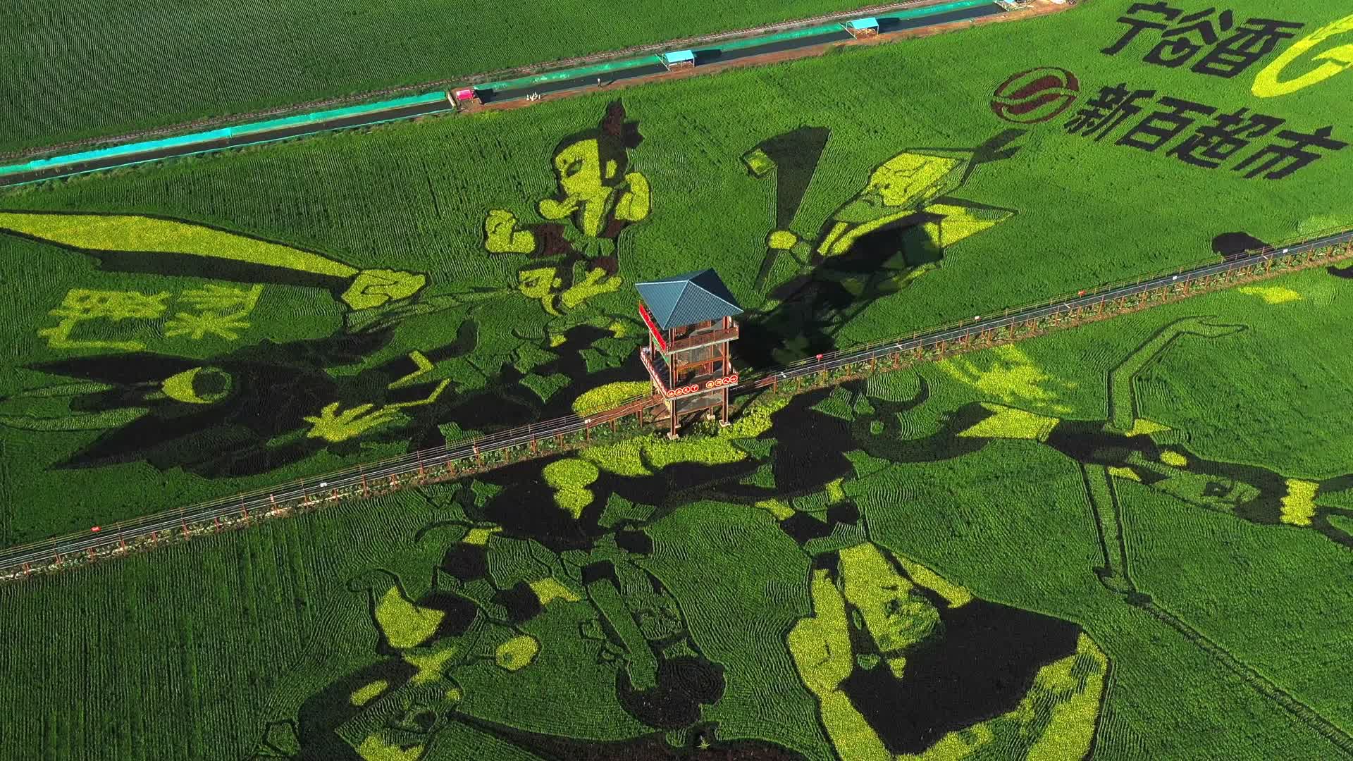 4k航拍现代农业稻田画视频的预览图