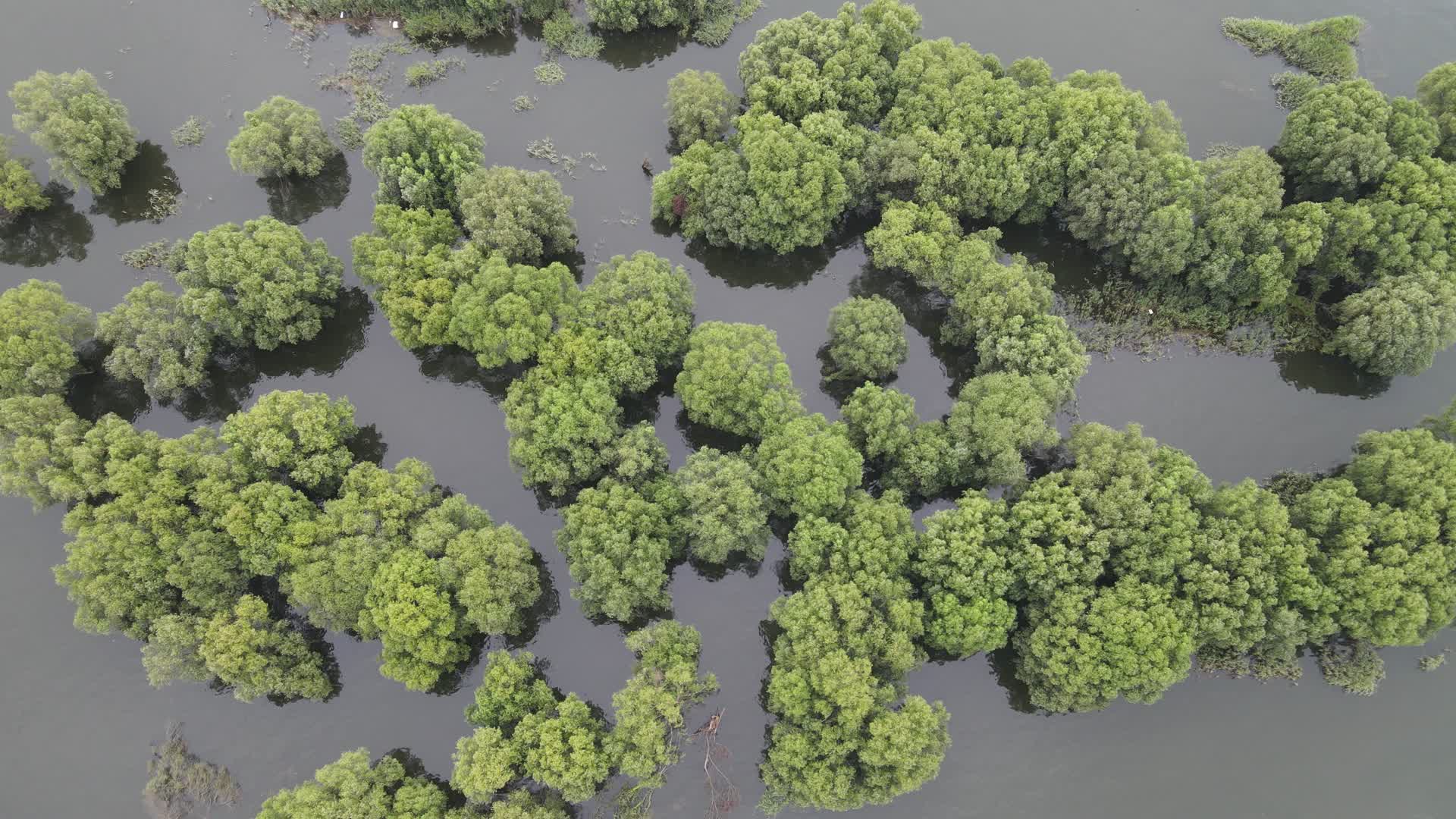 航拍水上森林植物视频的预览图