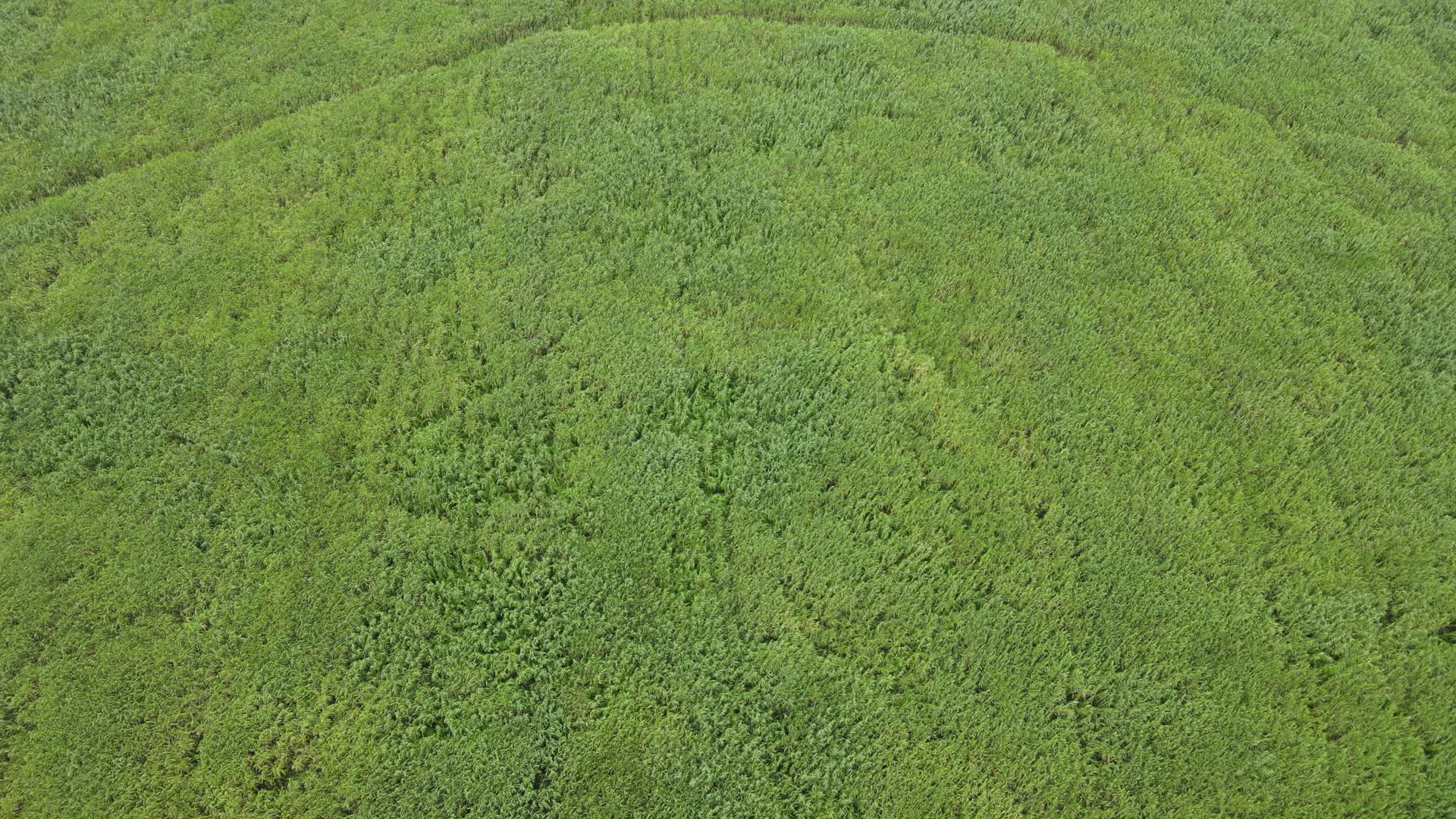 湖南岳阳洞庭湖芦苇荡绿色植物视频的预览图
