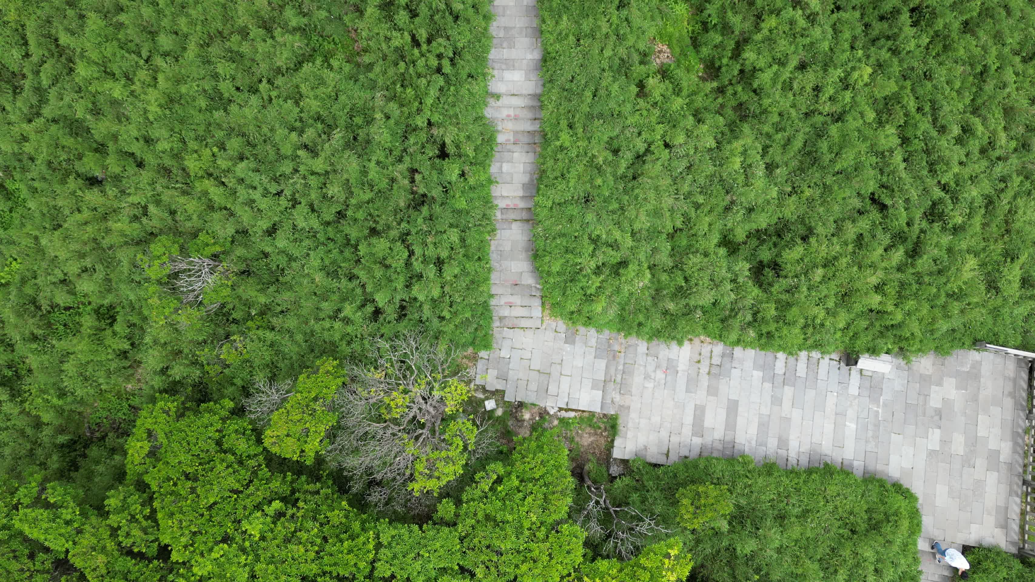 航拍湖北神农架景区神农谷登山台阶视频的预览图