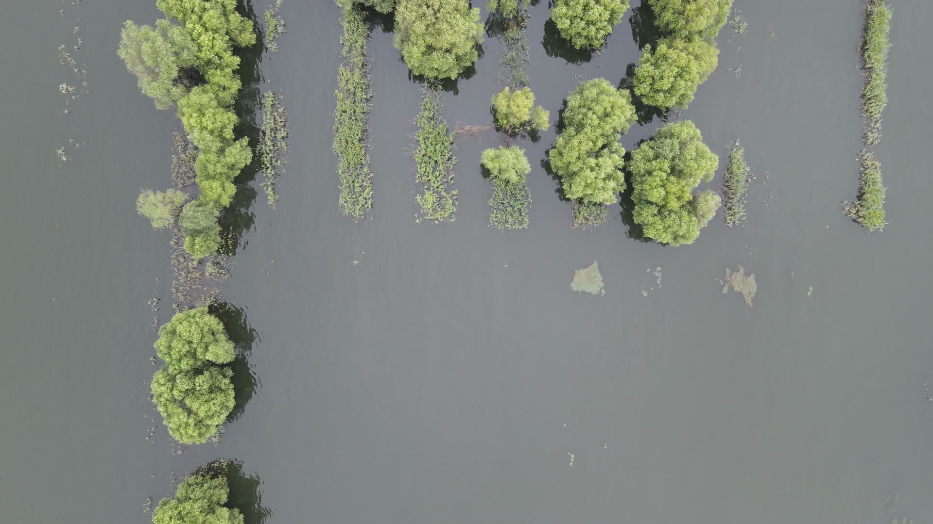 航拍水上森林植物洞庭湖视频的预览图