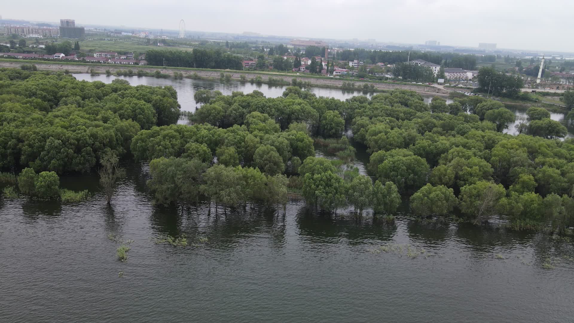 航拍被水淹没的植物树林视频的预览图