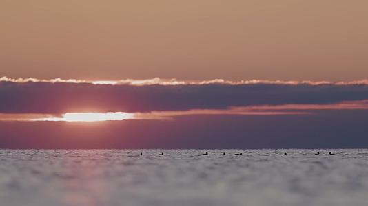 傍晚夕阳湖面天鹅戏水觅食视频的预览图
