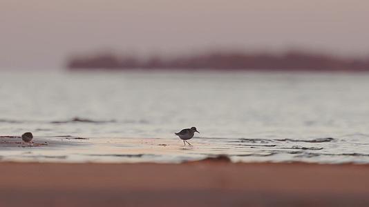海边傍晚夕阳小鸟沙滩觅食合集视频的预览图