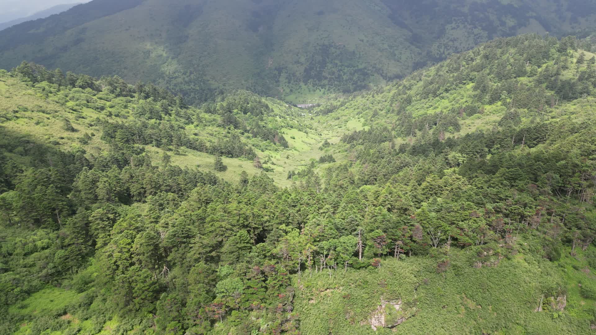 航拍湖北神农架景区高山森林视频的预览图