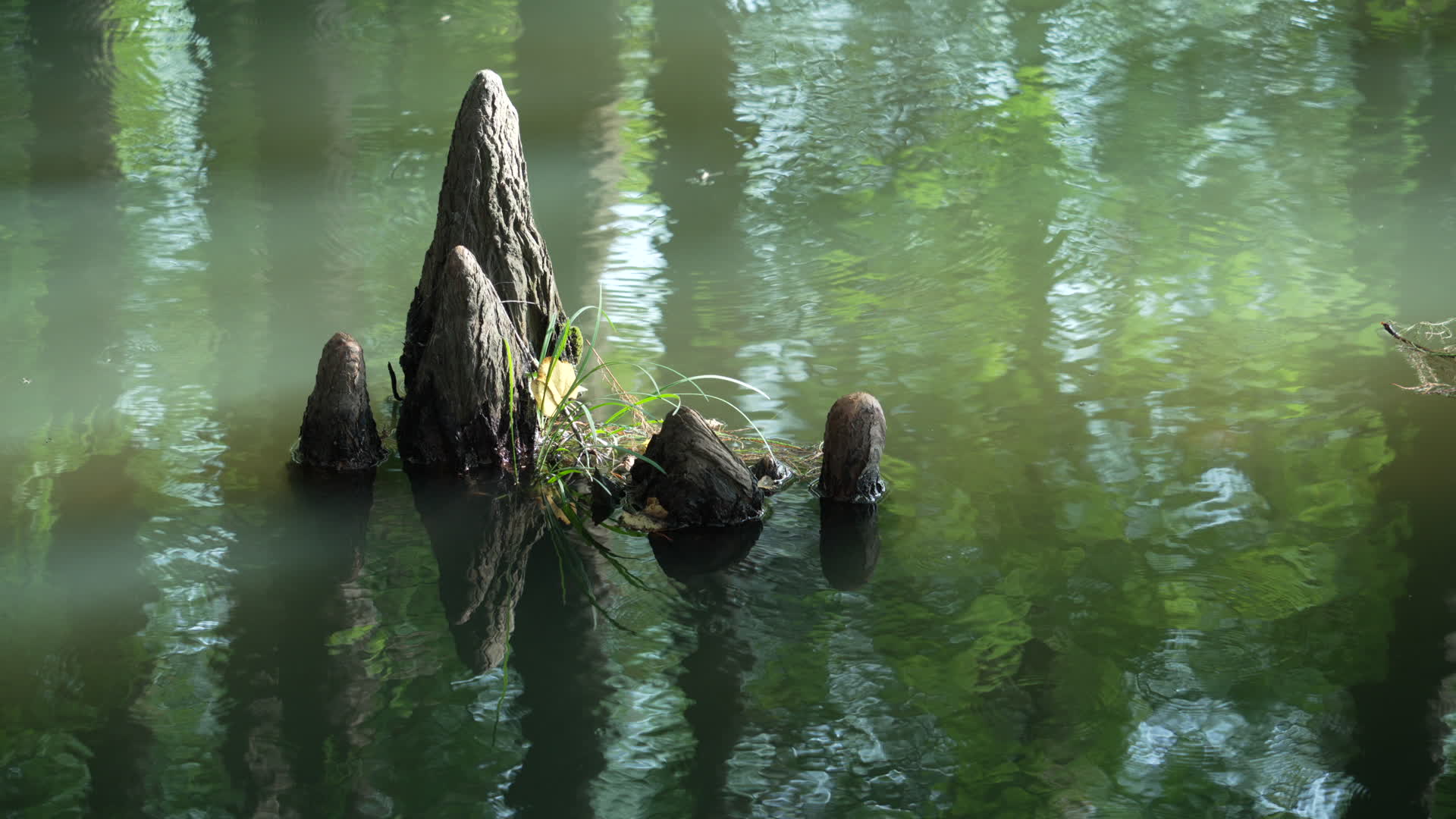 武汉东湖落雁风景区九曲桥视频的预览图