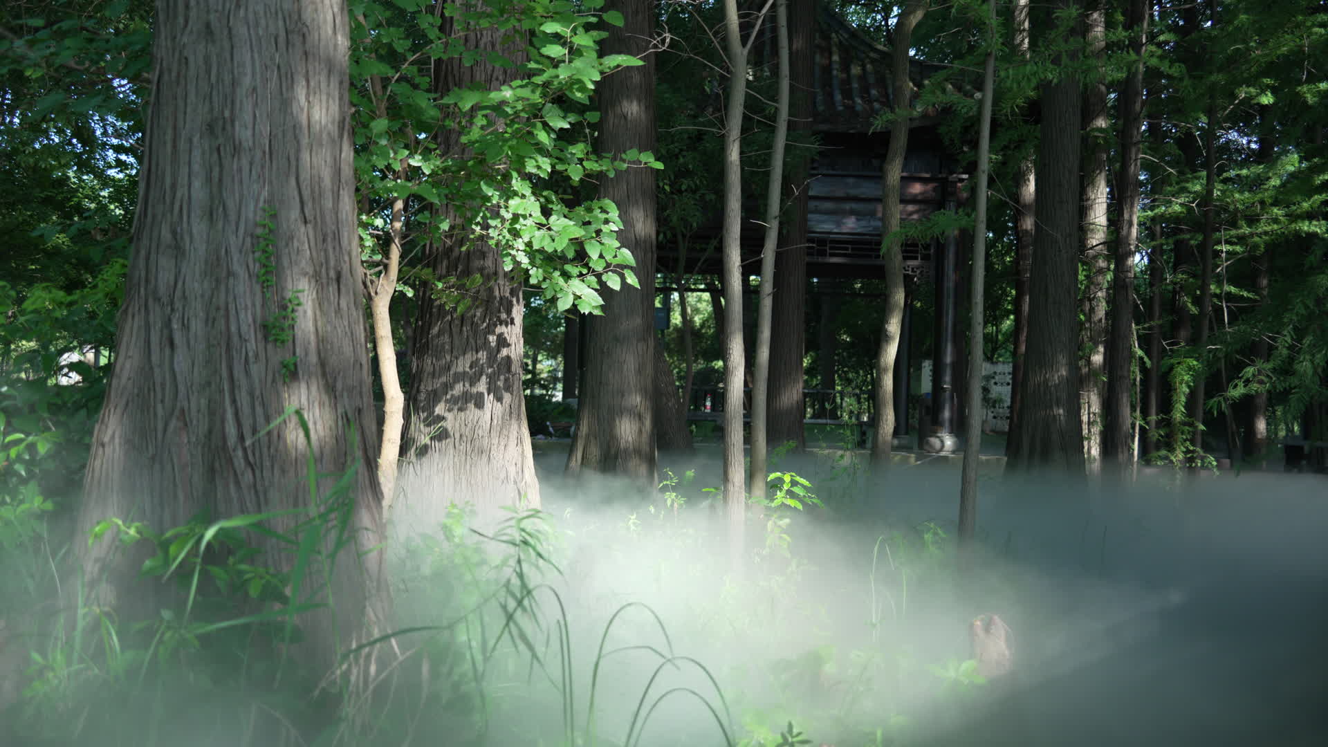 武汉东湖落雁风景区九曲桥视频的预览图