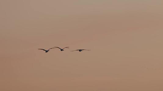 黄昏夕阳湖边余晖飞鸟合集视频的预览图