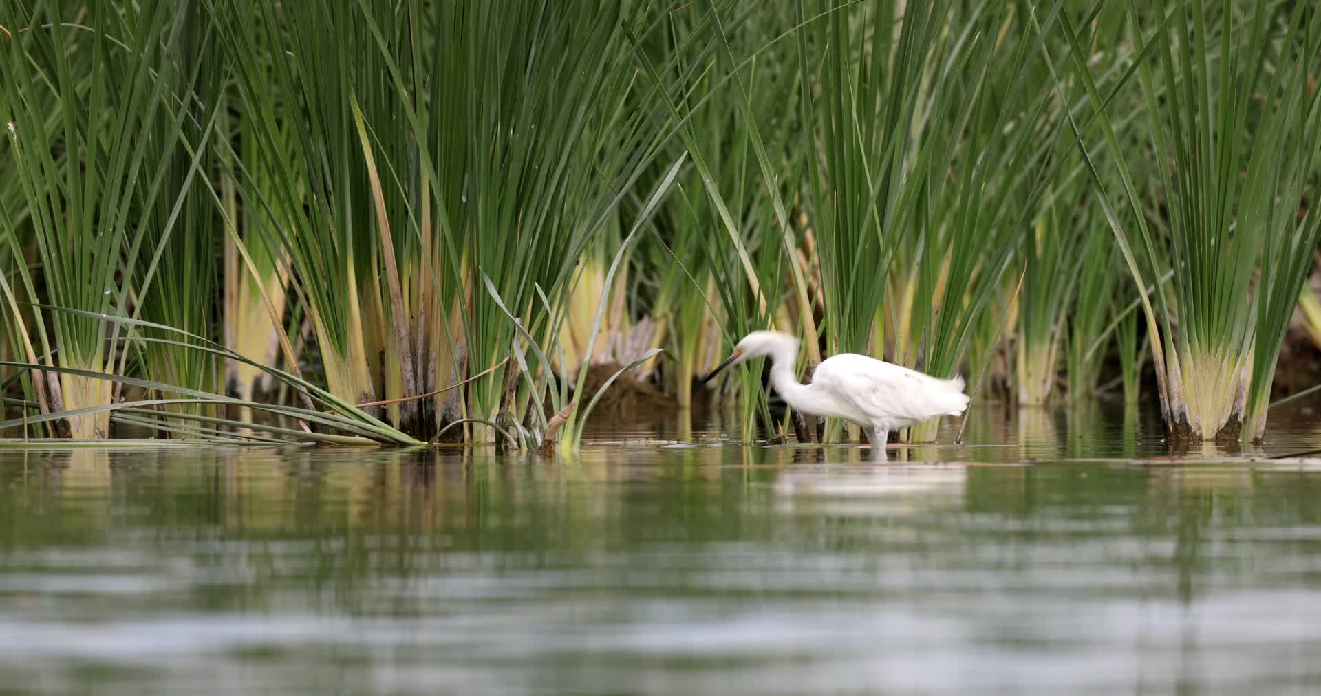 湿地湖泊白鹭觅食捕鱼慢镜头视频的预览图