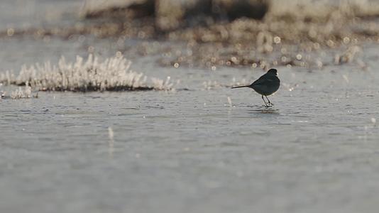 秋季湿地沼泽水鸟觅食捕食合集视频的预览图