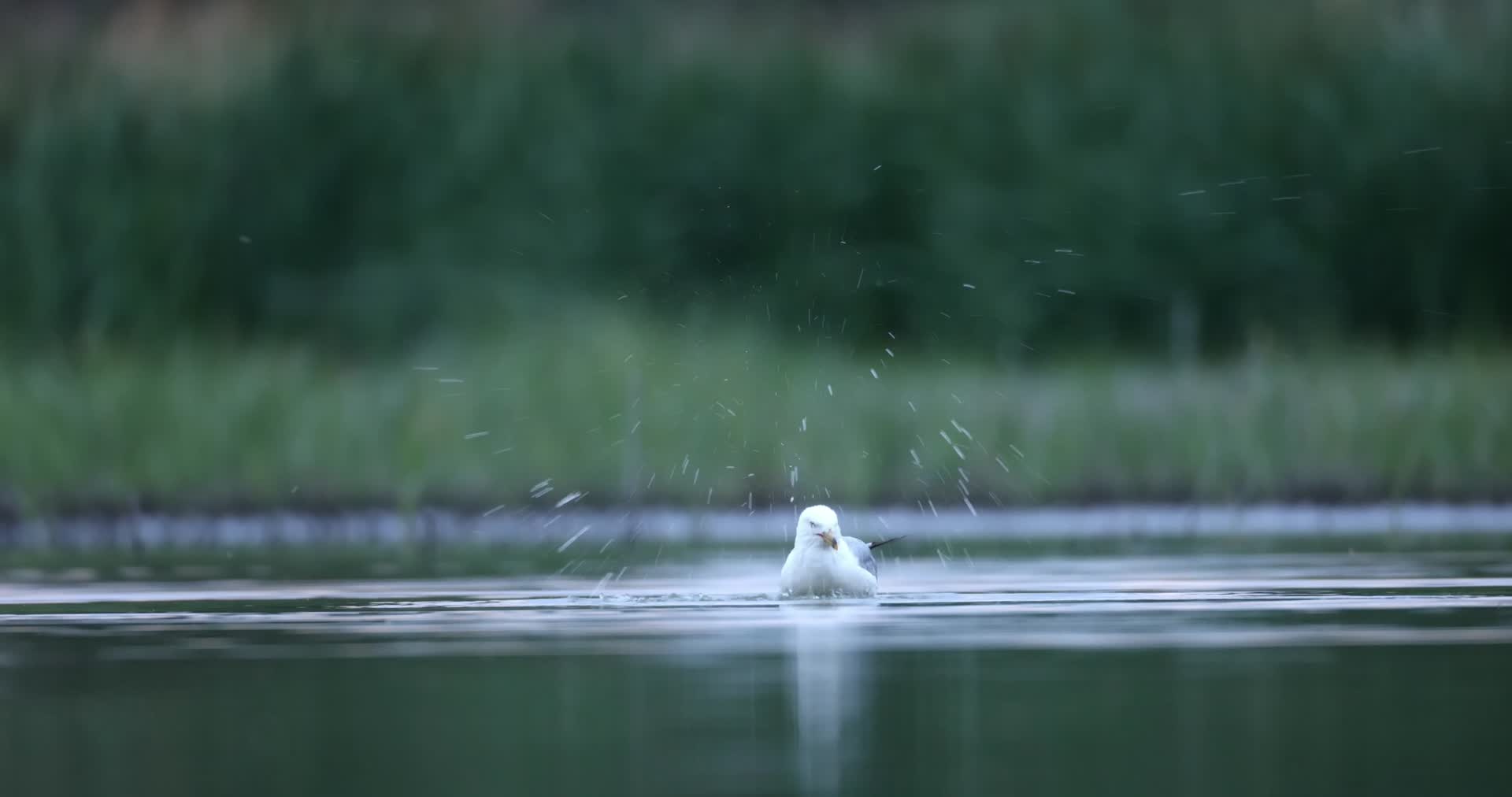 湿地湖泊各类水鸟觅食捕鱼嬉戏合集视频的预览图