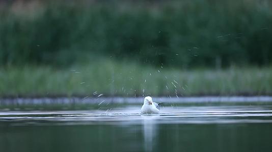 湿地湖泊各类水鸟觅食捕鱼嬉戏合集视频的预览图
