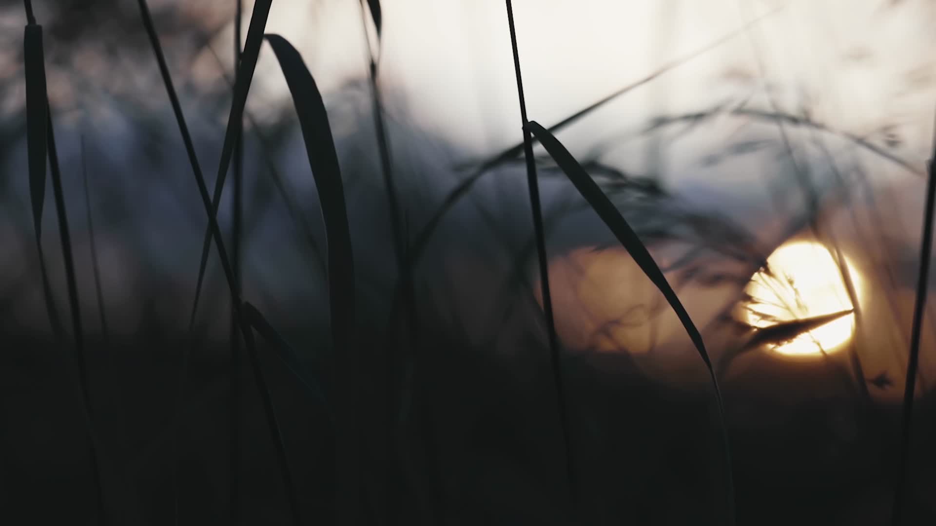 黄昏日落夕阳植物昆虫逆光唯美特写合集视频的预览图