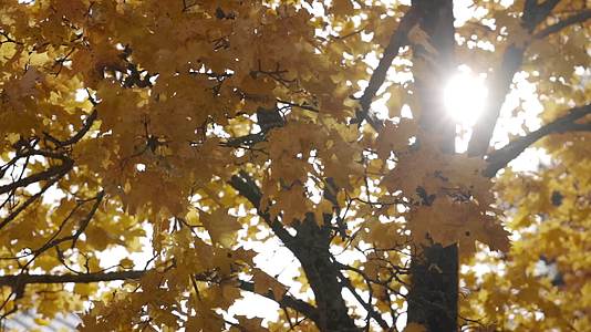 秋季阳光黄叶麦田果实唯美合集视频的预览图