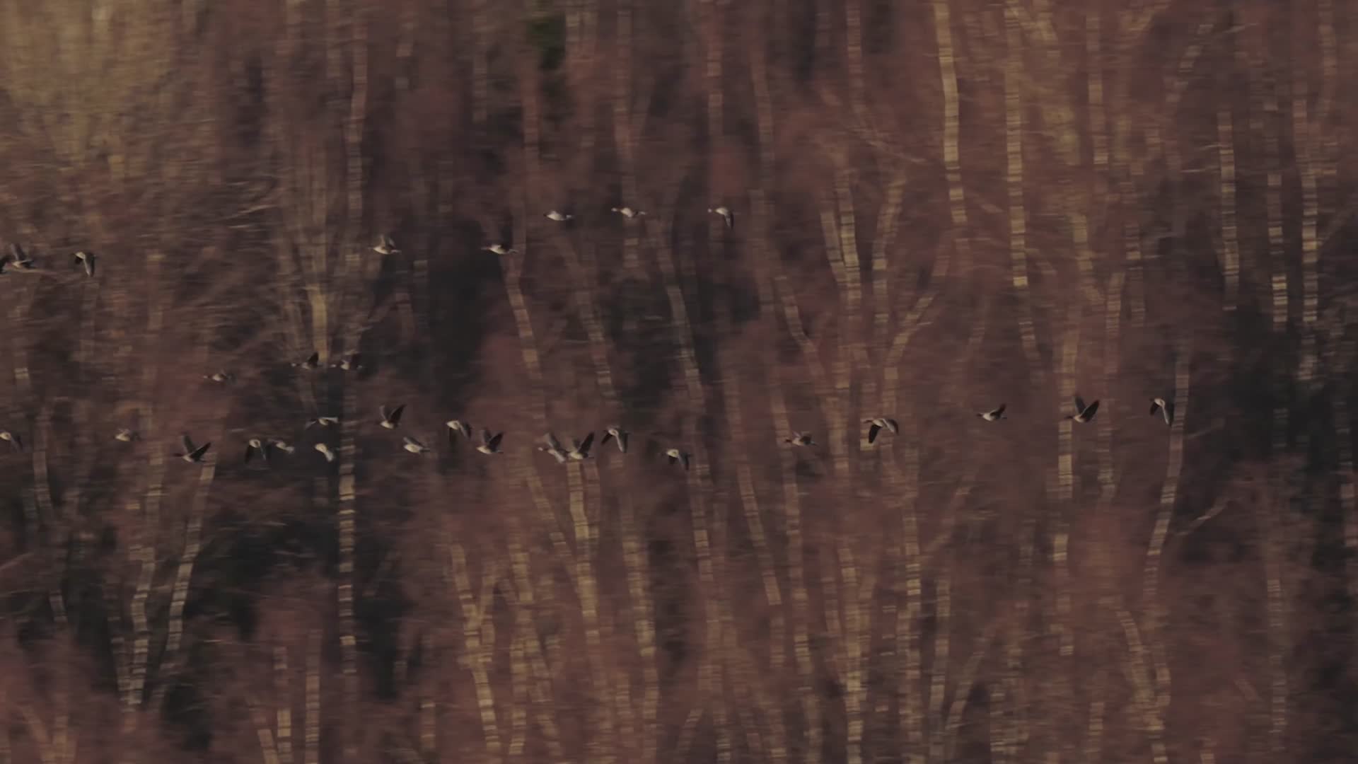 秋季森林天空飞翔的鸟群候鸟视频的预览图