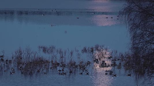 傍晚月光湖面倒影成群水鸟视频的预览图