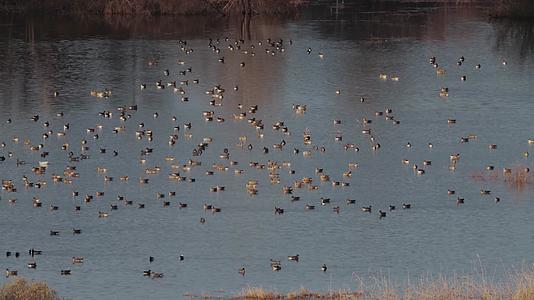 秋季傍晚黄昏水鸟湖中溪水觅食视频的预览图