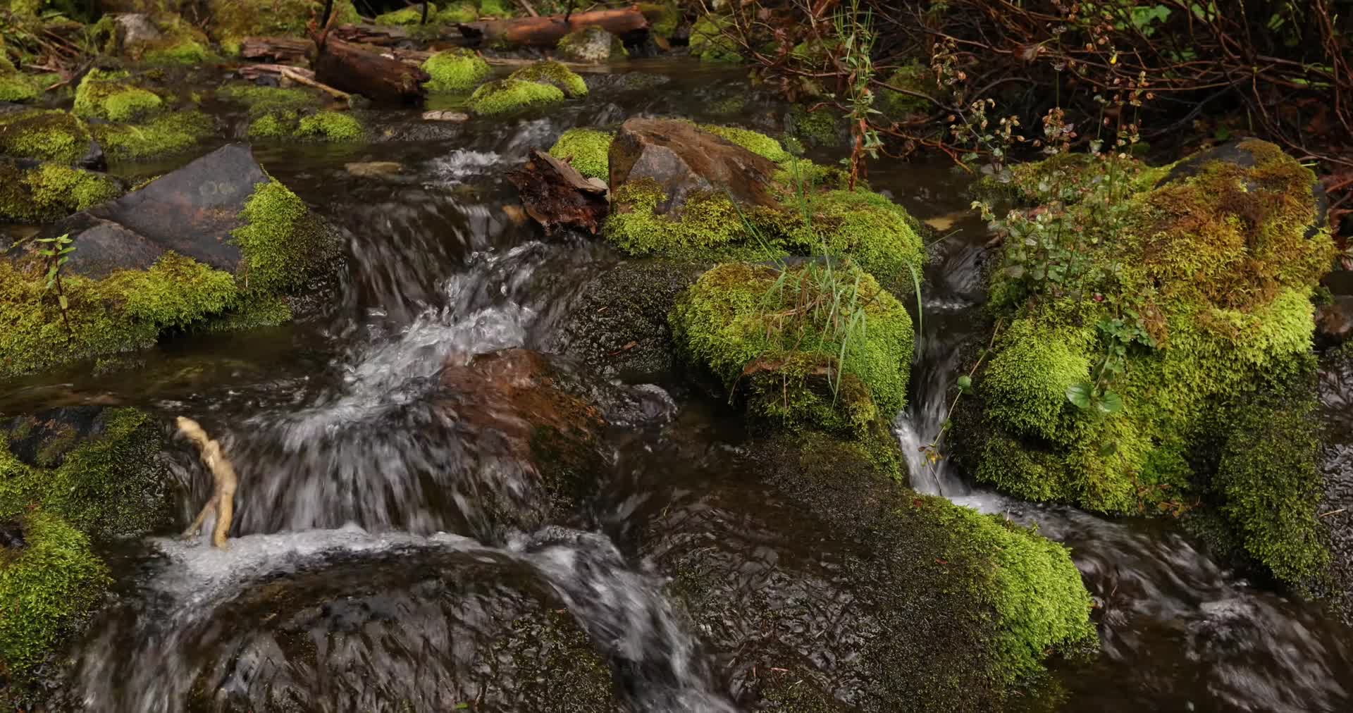 夏季热带雨林溪水植物枯木视频的预览图