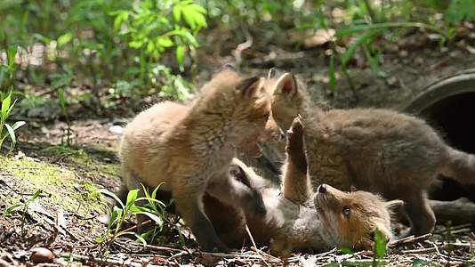 夏日野外森林玩耍的狐狸幼崽视频的预览图