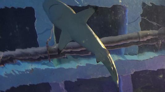 镜头合集鲨鱼大白鲨凶猛鱼类深海视频的预览图