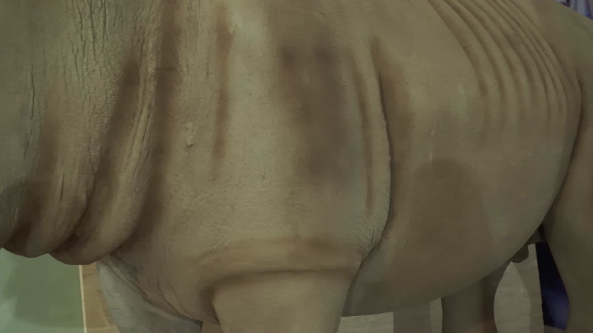 非洲保护动物白犀牛标本模型视频的预览图